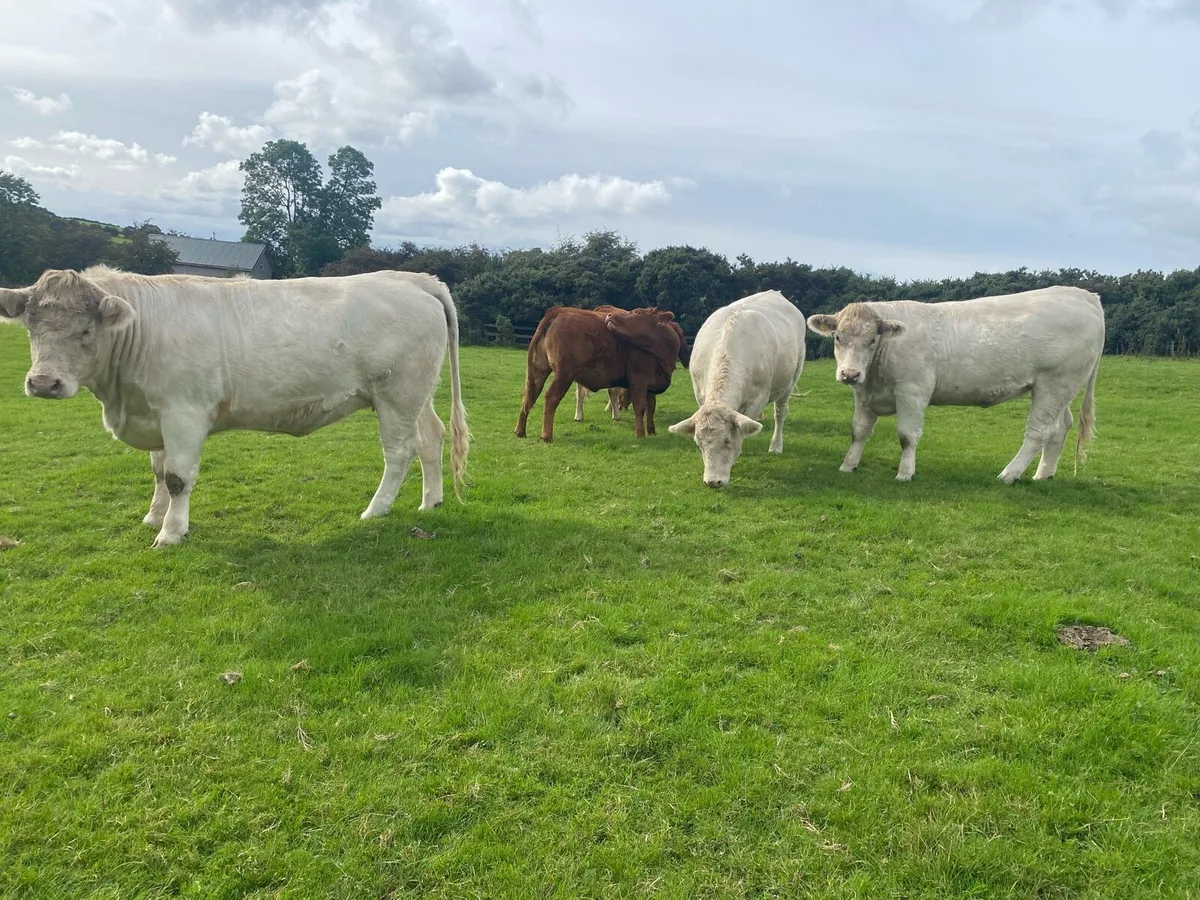 Charlaois heifers - Image 4