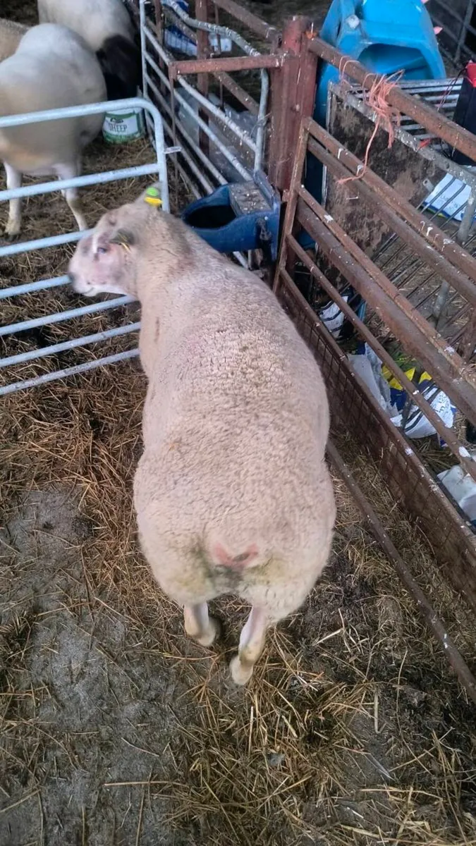 Charollais Ram - Image 2