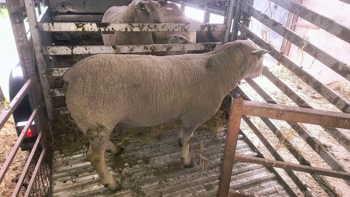 Charollais Ram - Image 1