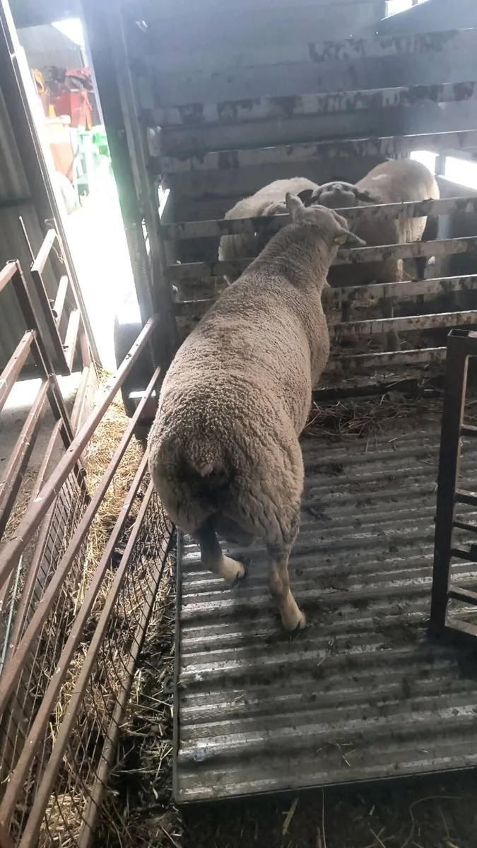Charollais Ram - Image 3