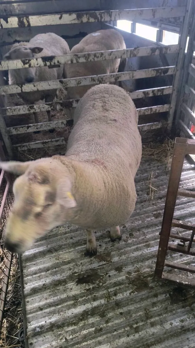 Charollais Ram - Image 4