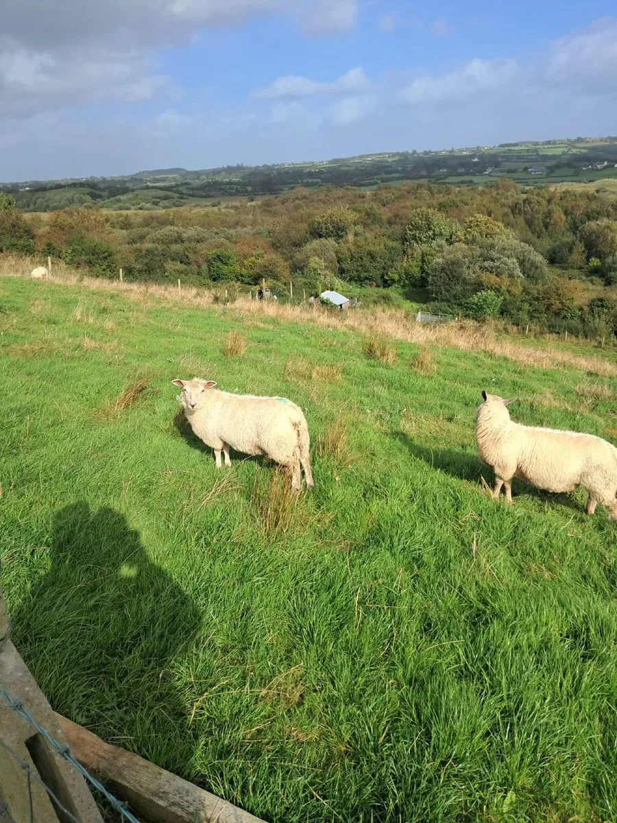 Ewe Lambs - Image 2