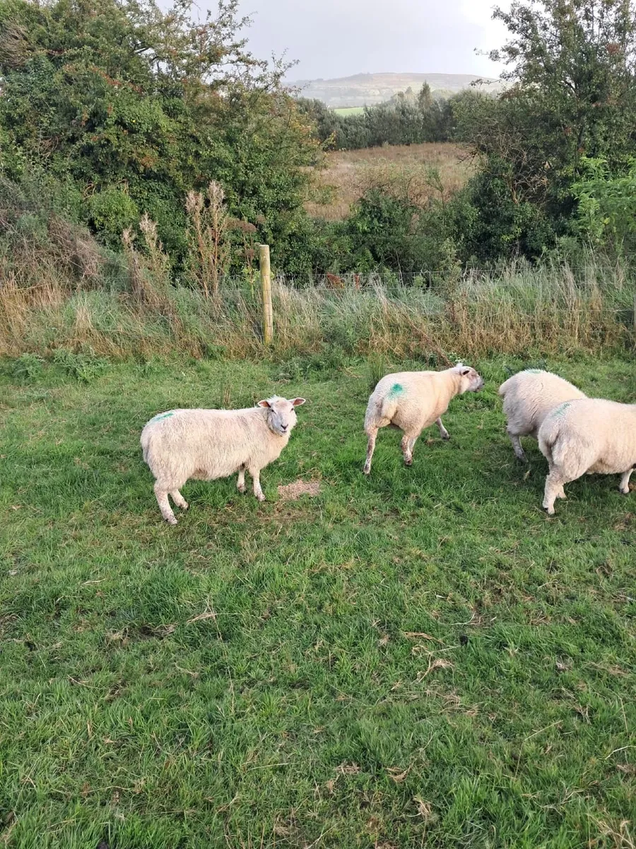 Ewe Lambs - Image 4