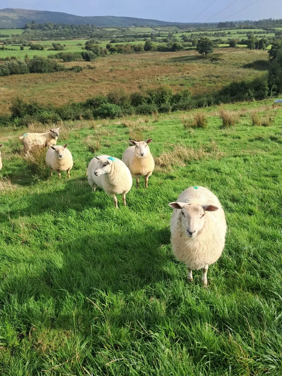 Ewe Lambs - Image 1