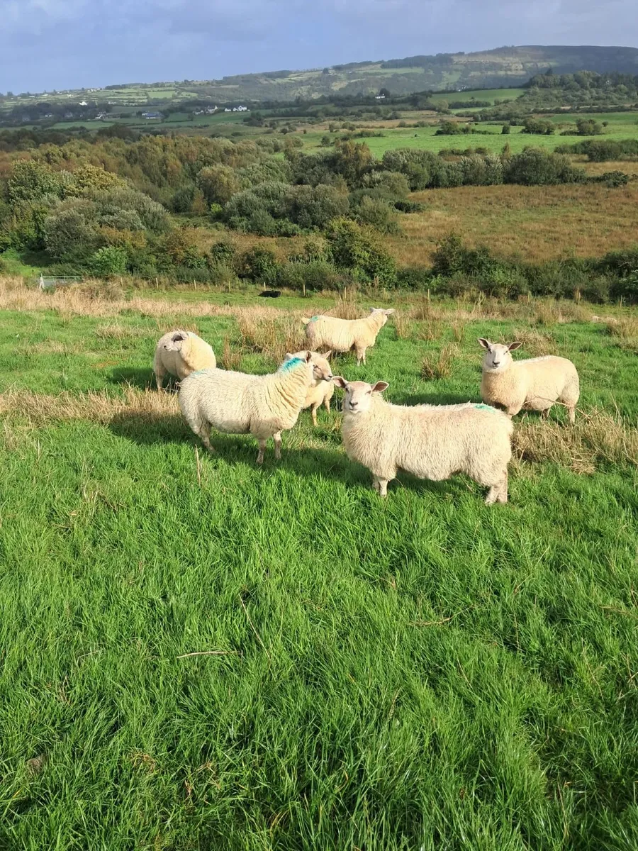 Ewe Lambs - Image 3