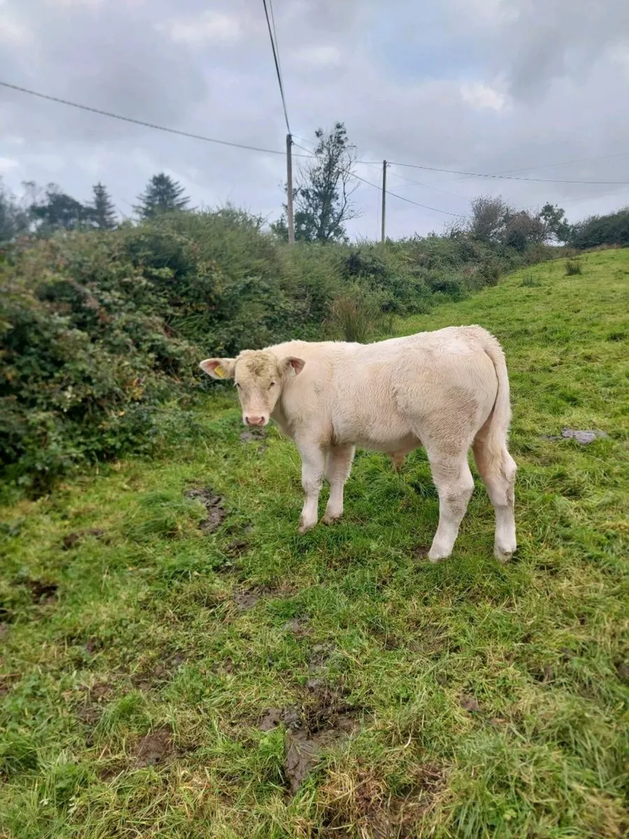 Pedigree Registered Charolais Bull - Image 1