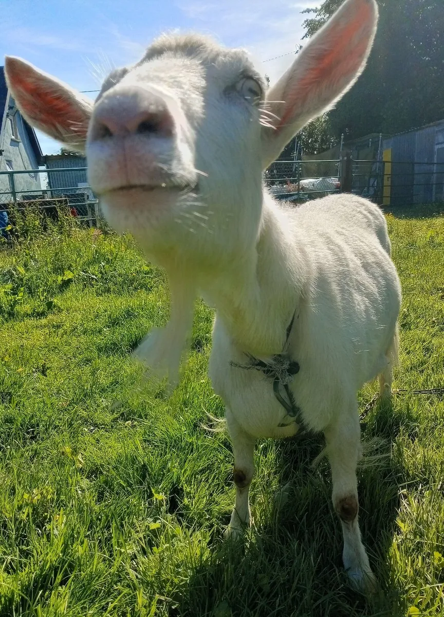 Goat - Image 1