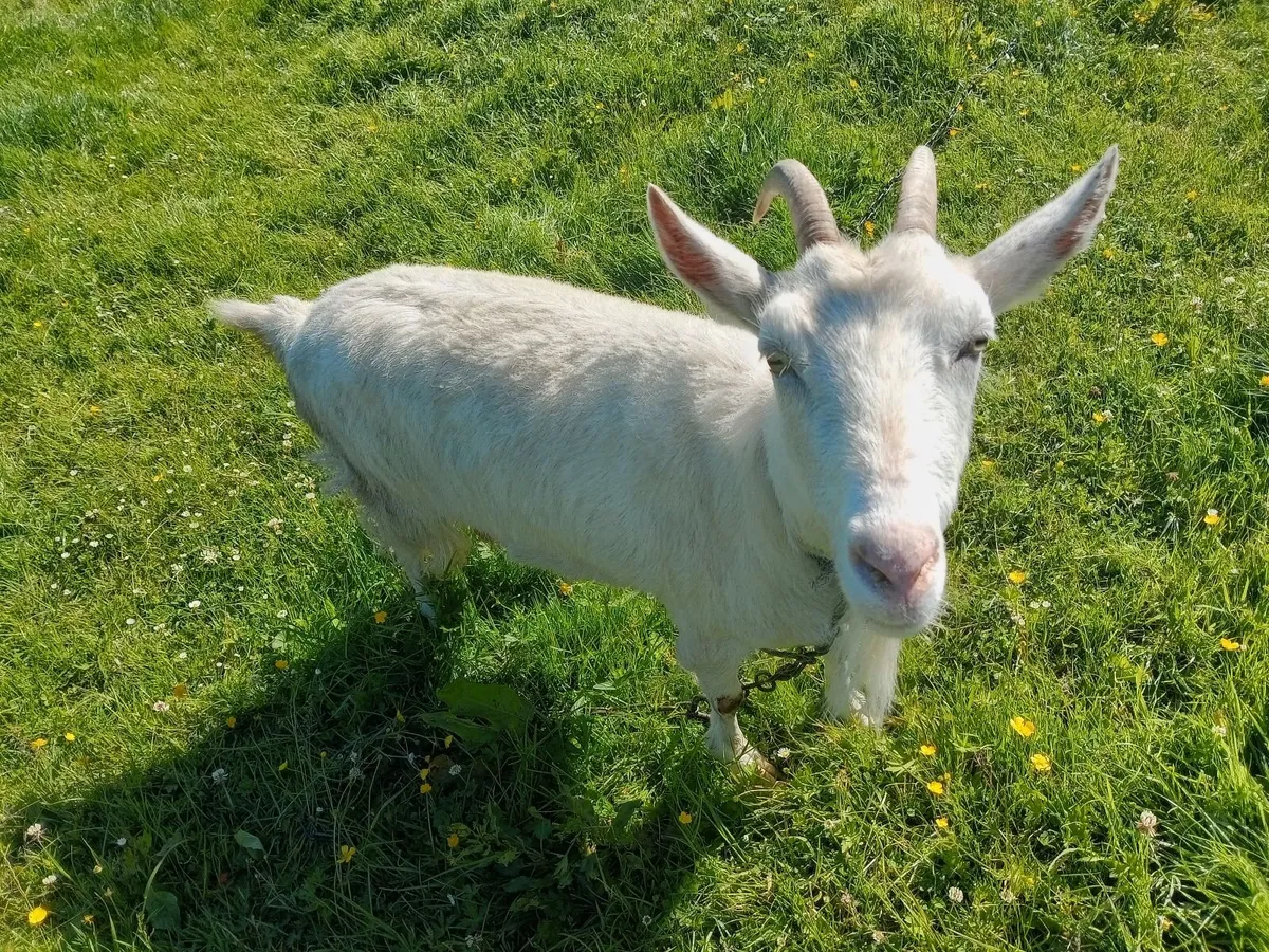 Goat - Image 2