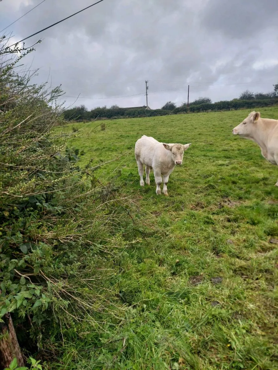 Pedigree Registered Charolais Bull - Image 2