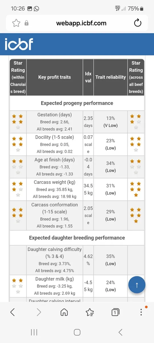 Pedigree Registered Charolais Bull - Image 3