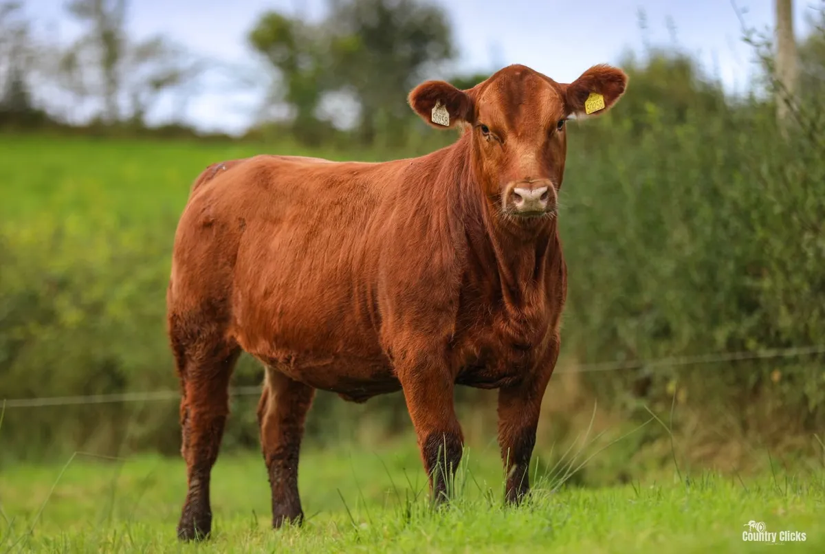 Sale of PBR Angus heifers - Image 1