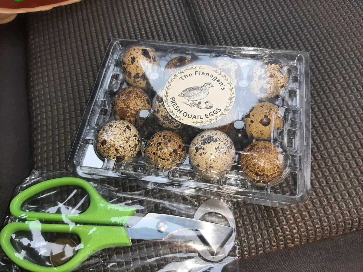 Quail Hatching eggs - Image 2