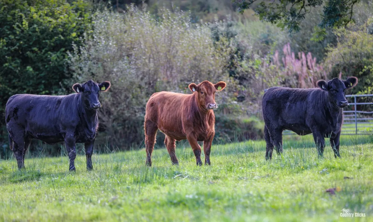 Sale of PBR Angus heifers - Image 2