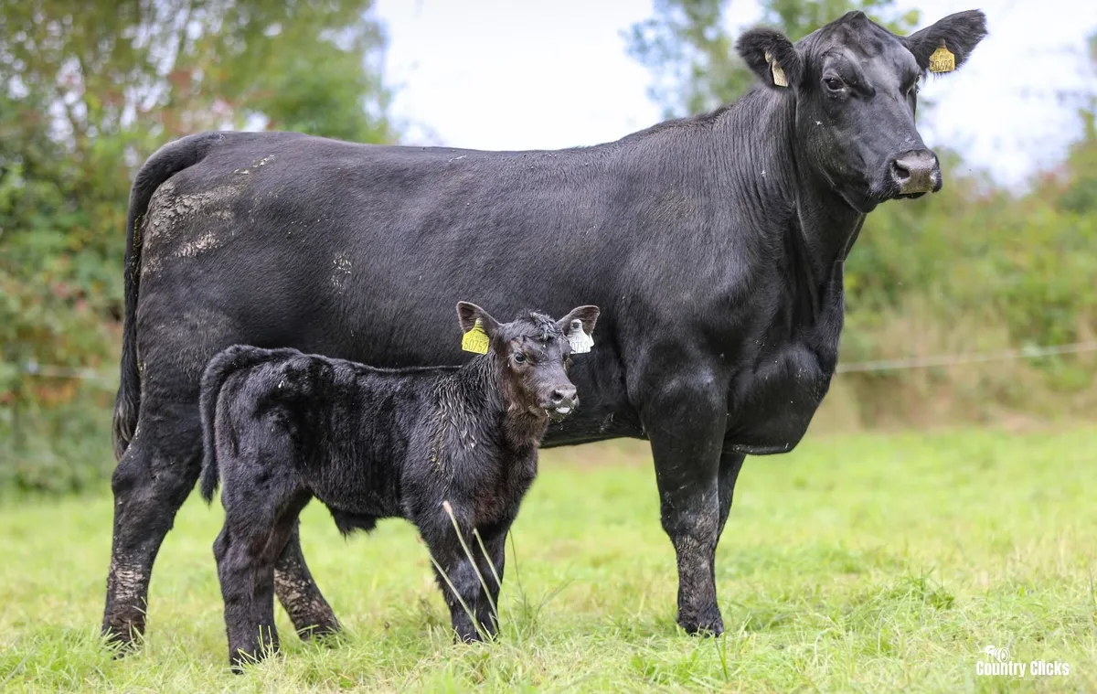 Sale of PBR Angus heifers - Image 4