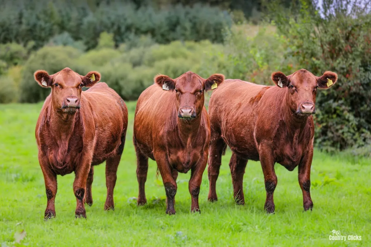 Sale of PBR Angus heifers - Image 3