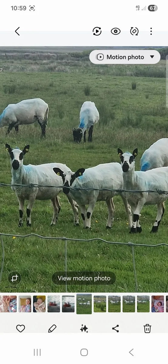 Kerri hills
