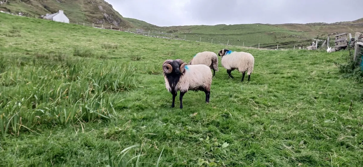 Rams - Image 1