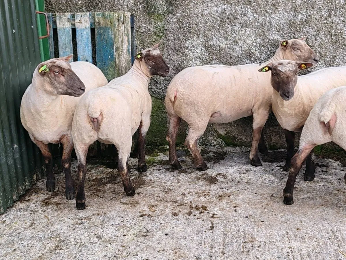 PBR Vendeen ewe lambs - Image 2