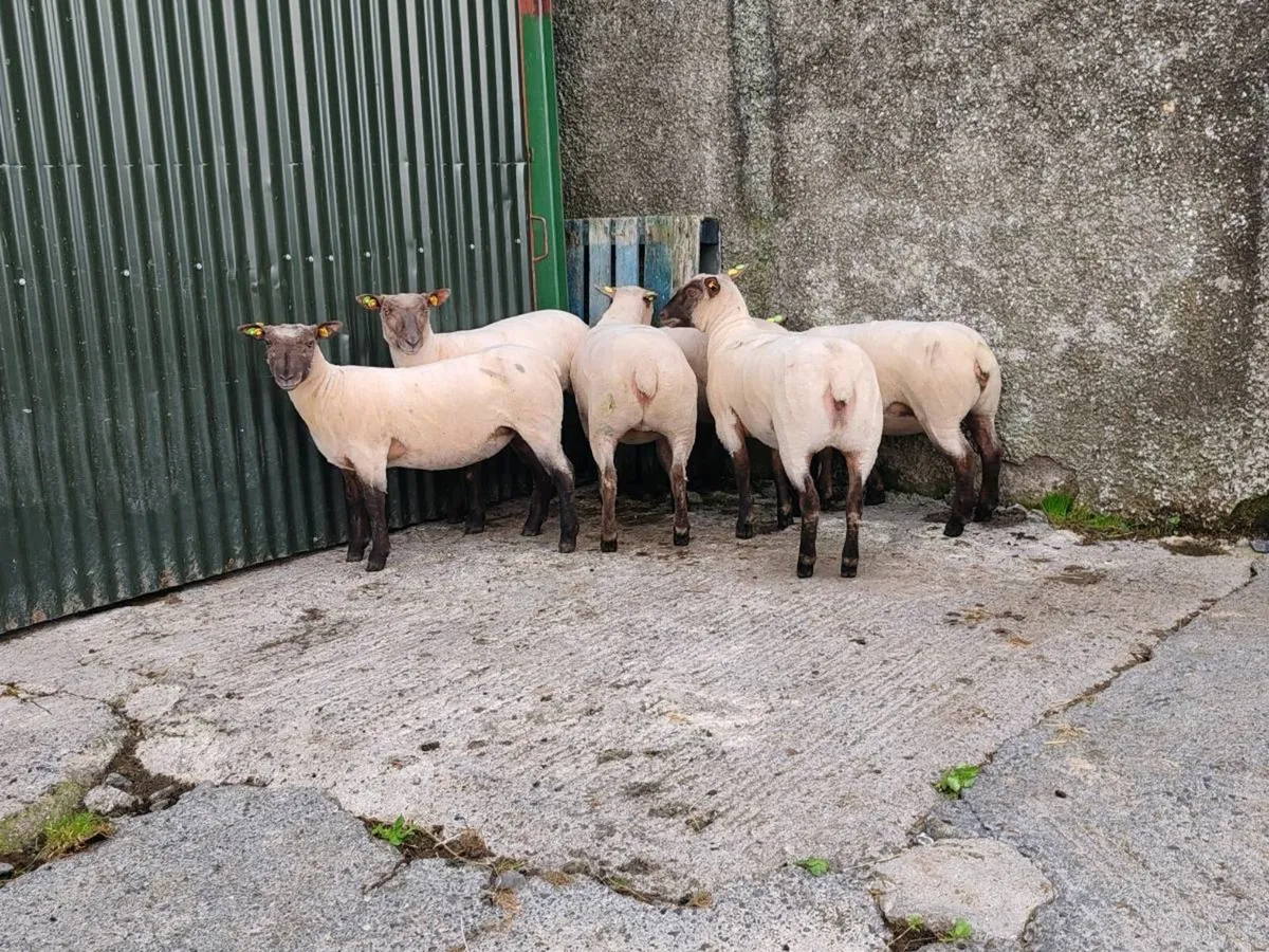 PBR Vendeen ewe lambs - Image 3