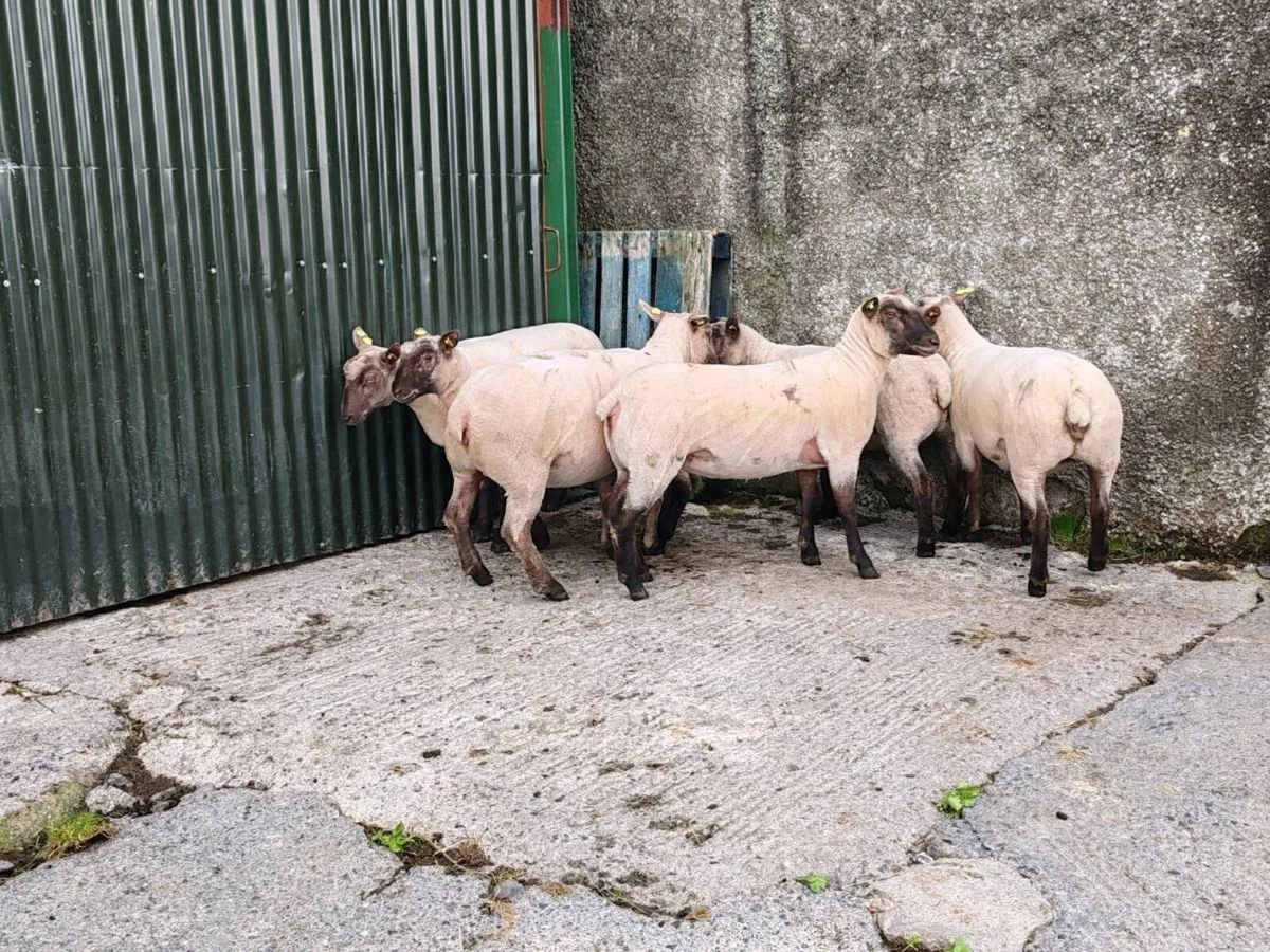 PBR Vendeen ewe lambs - Image 4
