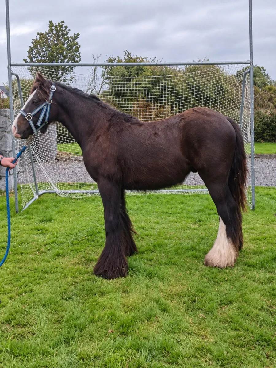Bay Gelding - Image 2