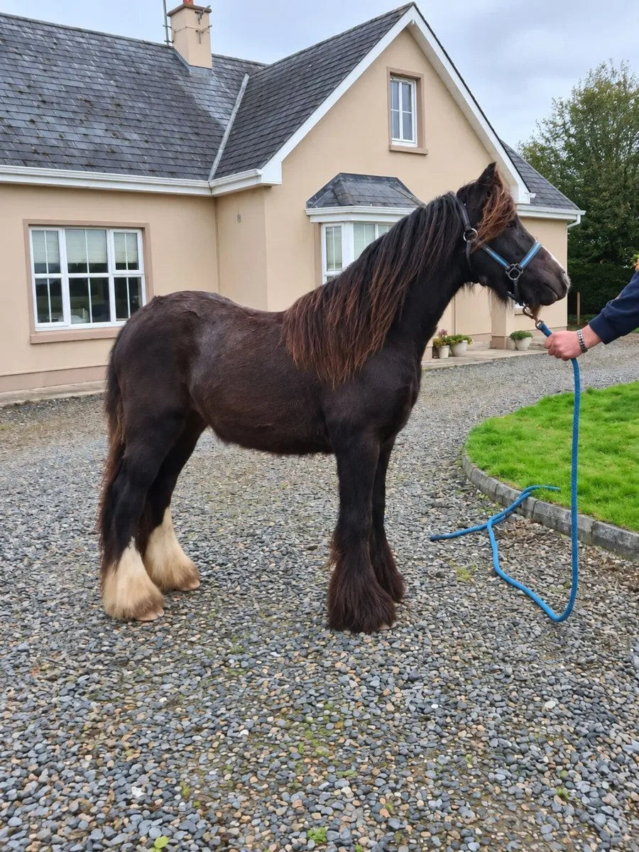 Bay Gelding - Image 1