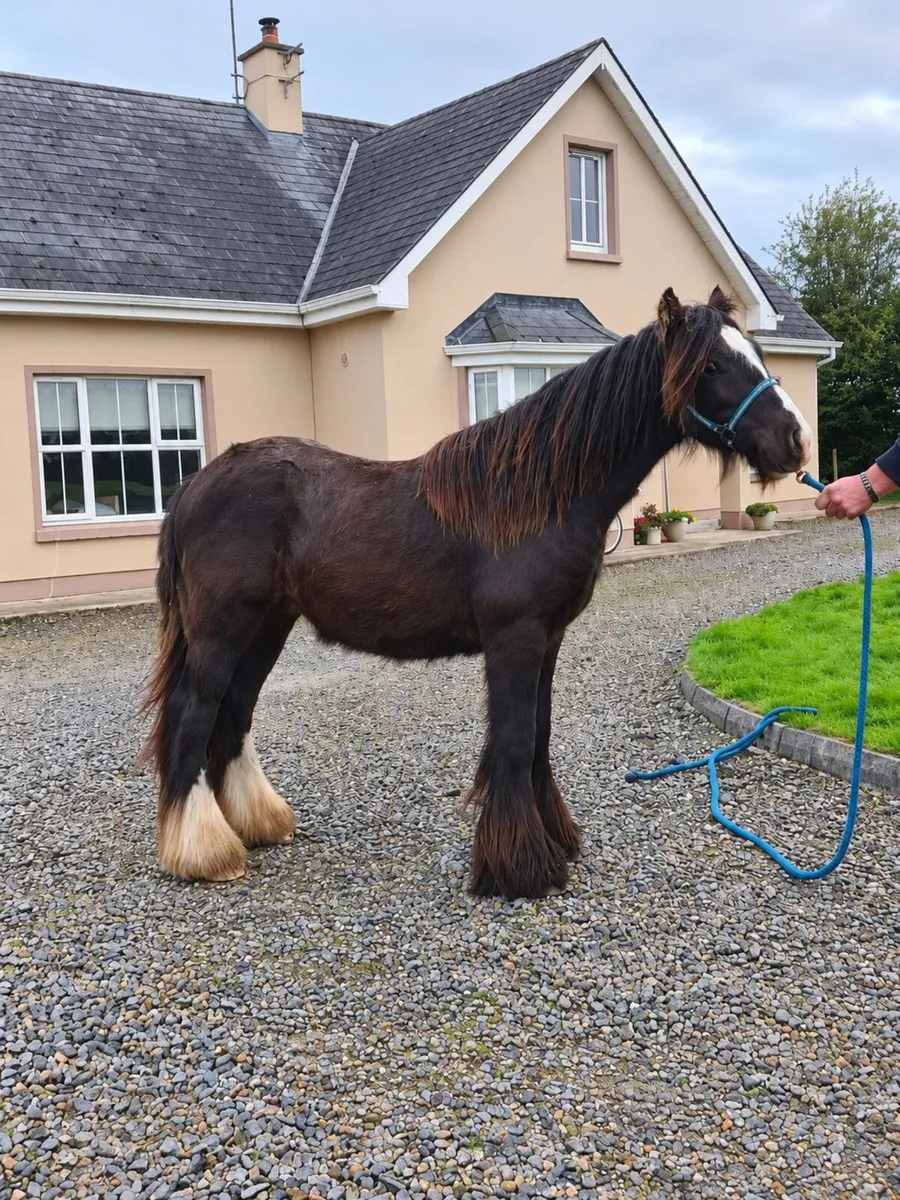 Bay Gelding - Image 3