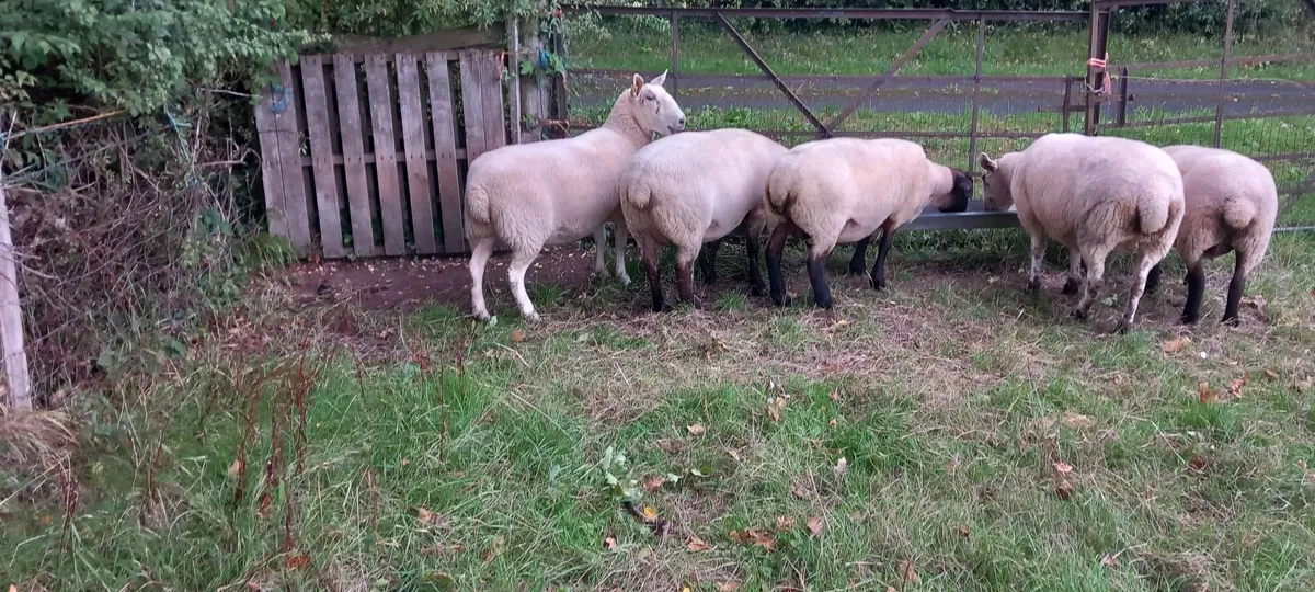 Sheep - Image 1