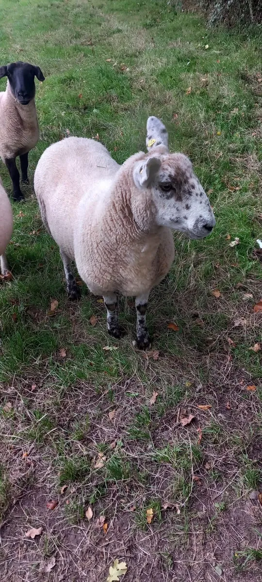Sheep - Image 2