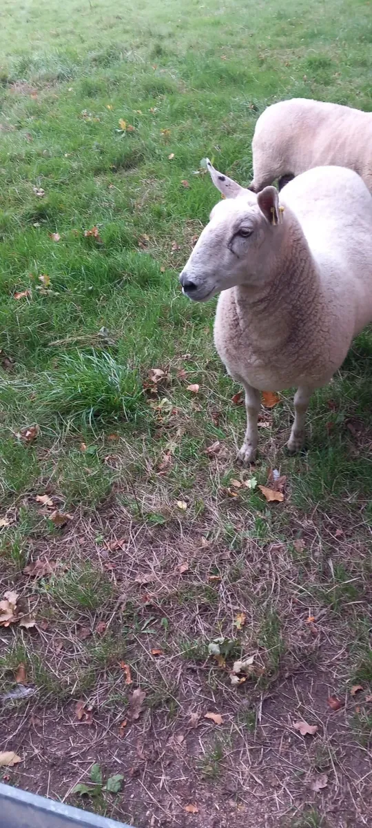 Sheep - Image 3