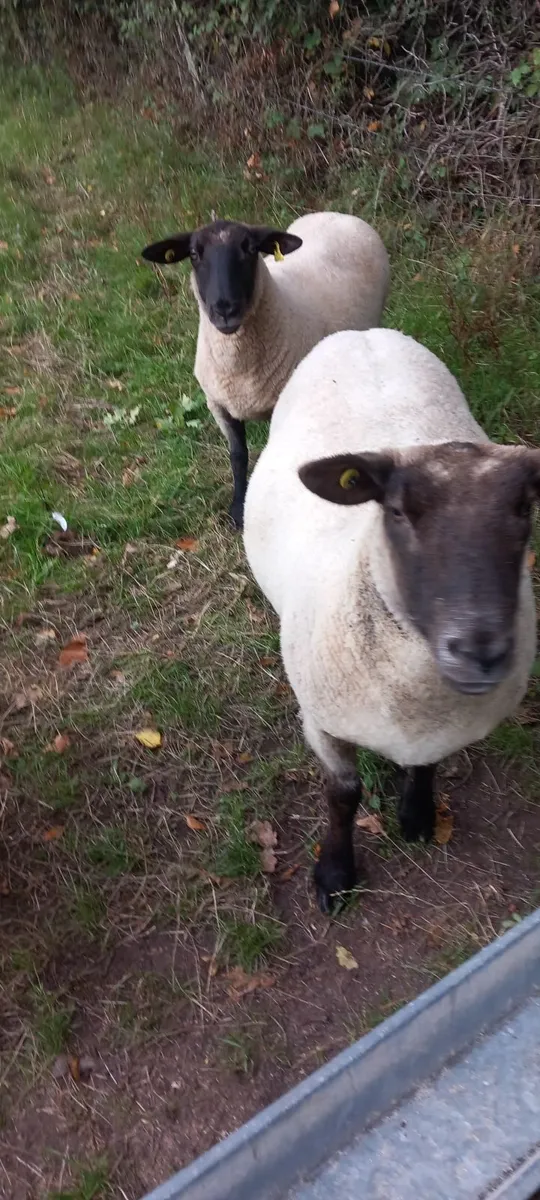Sheep - Image 4
