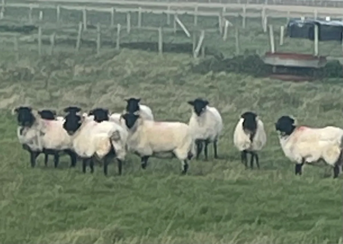 Mayo Hoggets organic - Image 1