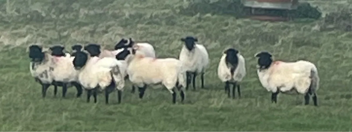 Mayo Hoggets organic - Image 2