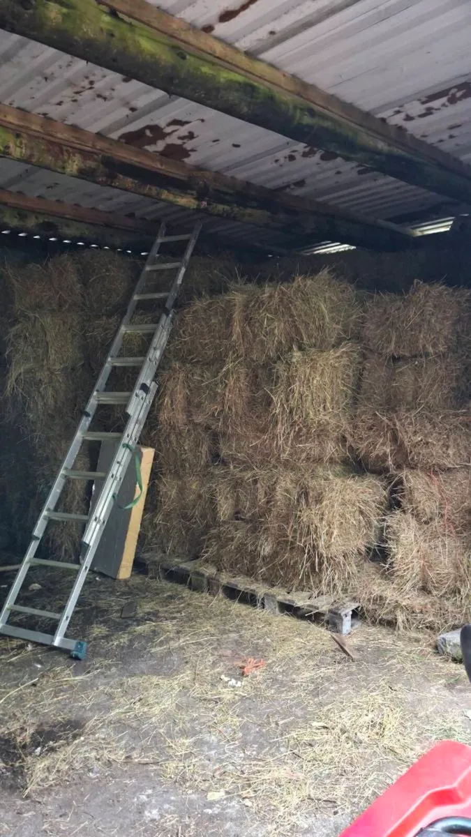 Hay - Image 2