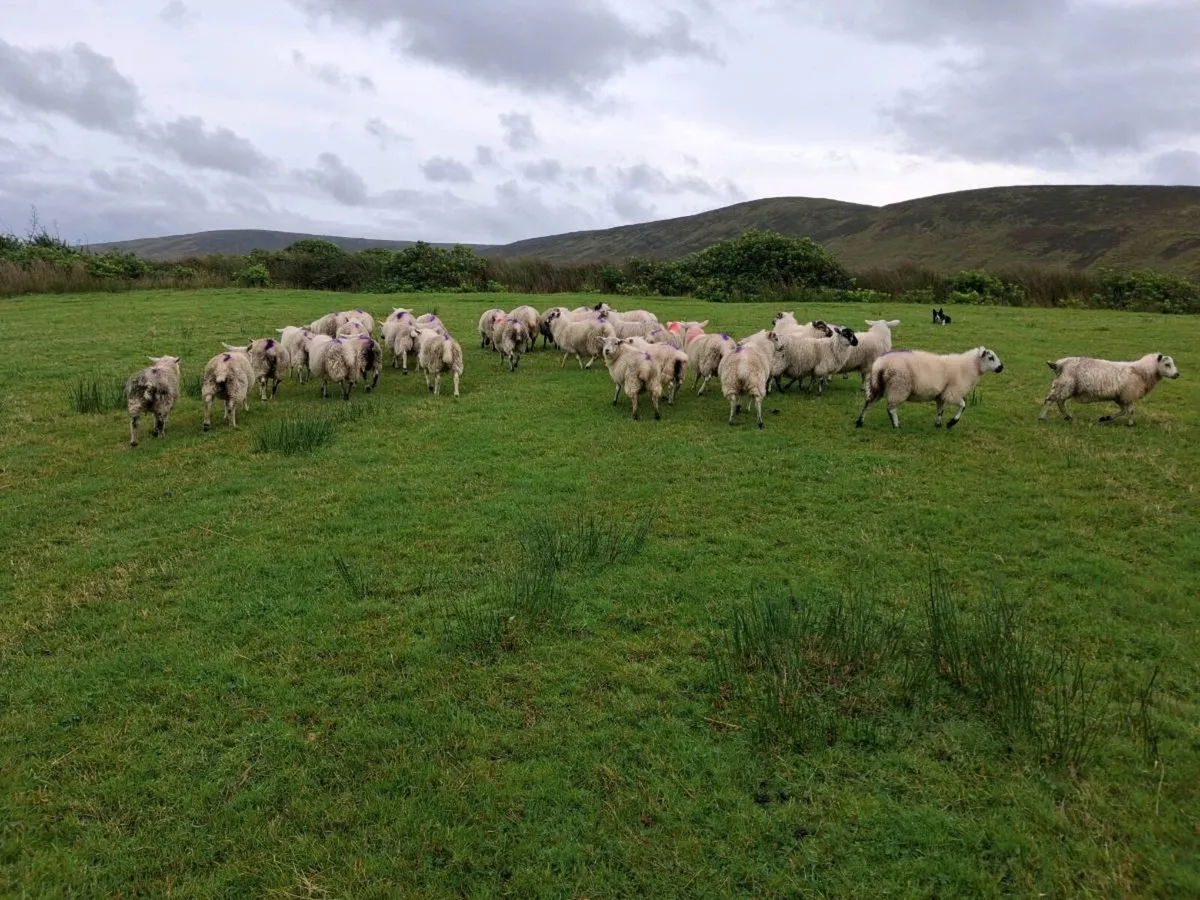Ewe Lambs - Image 1