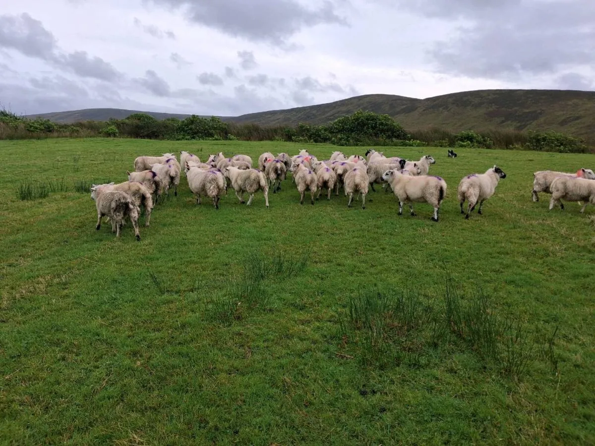 Ewe Lambs - Image 2