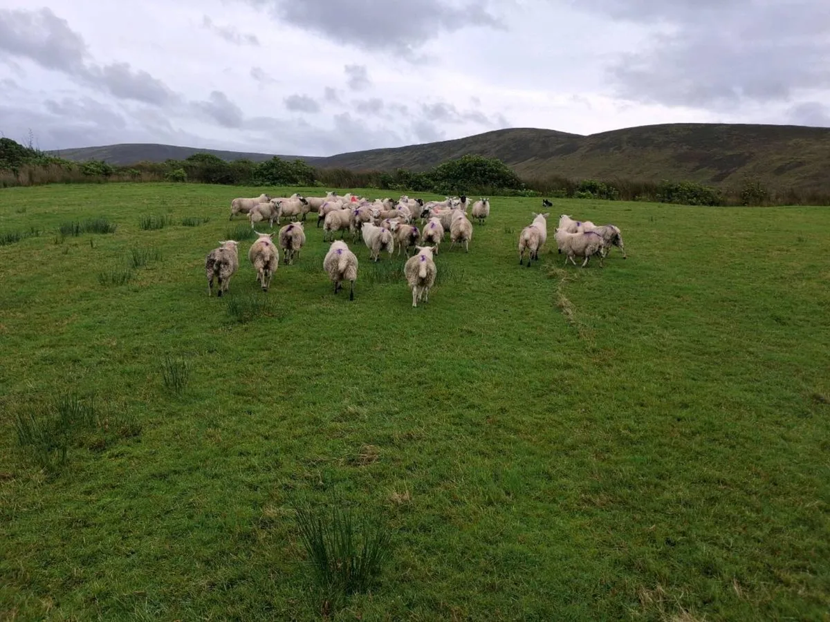 Ewe Lambs - Image 3