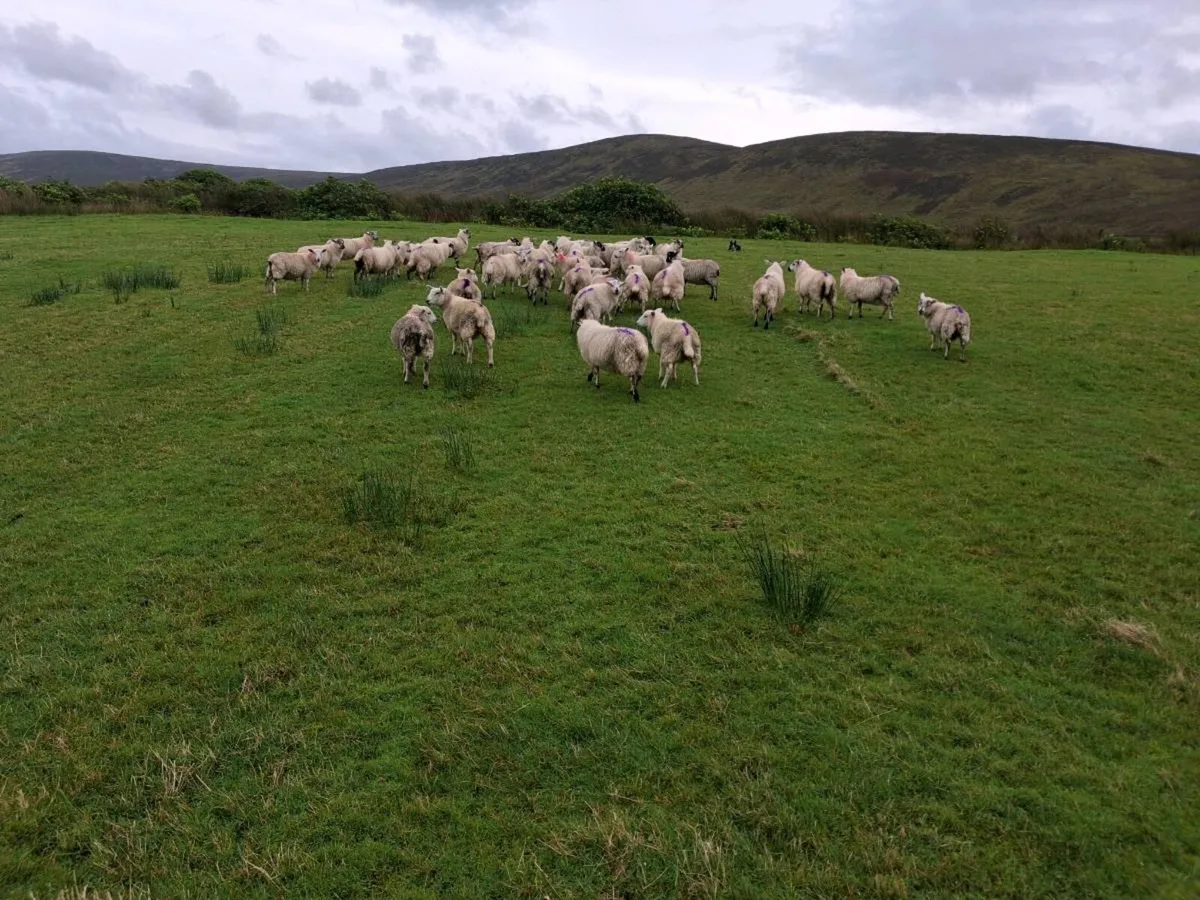 Ewe Lambs - Image 4