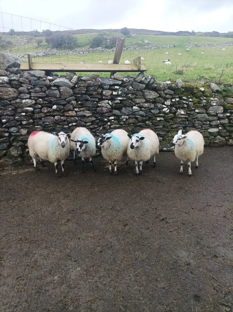 Ewe lambs - Image 1