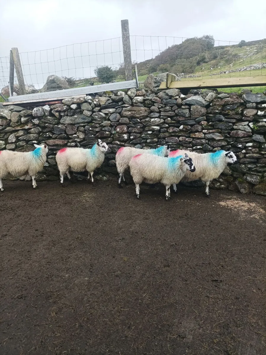 Ewe lambs - Image 2