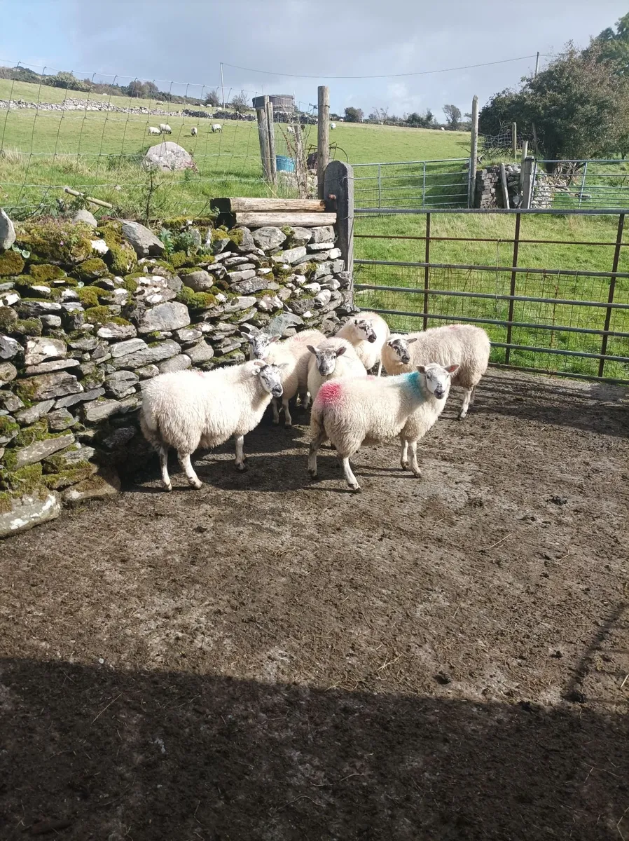 Ewe lambs - Image 3