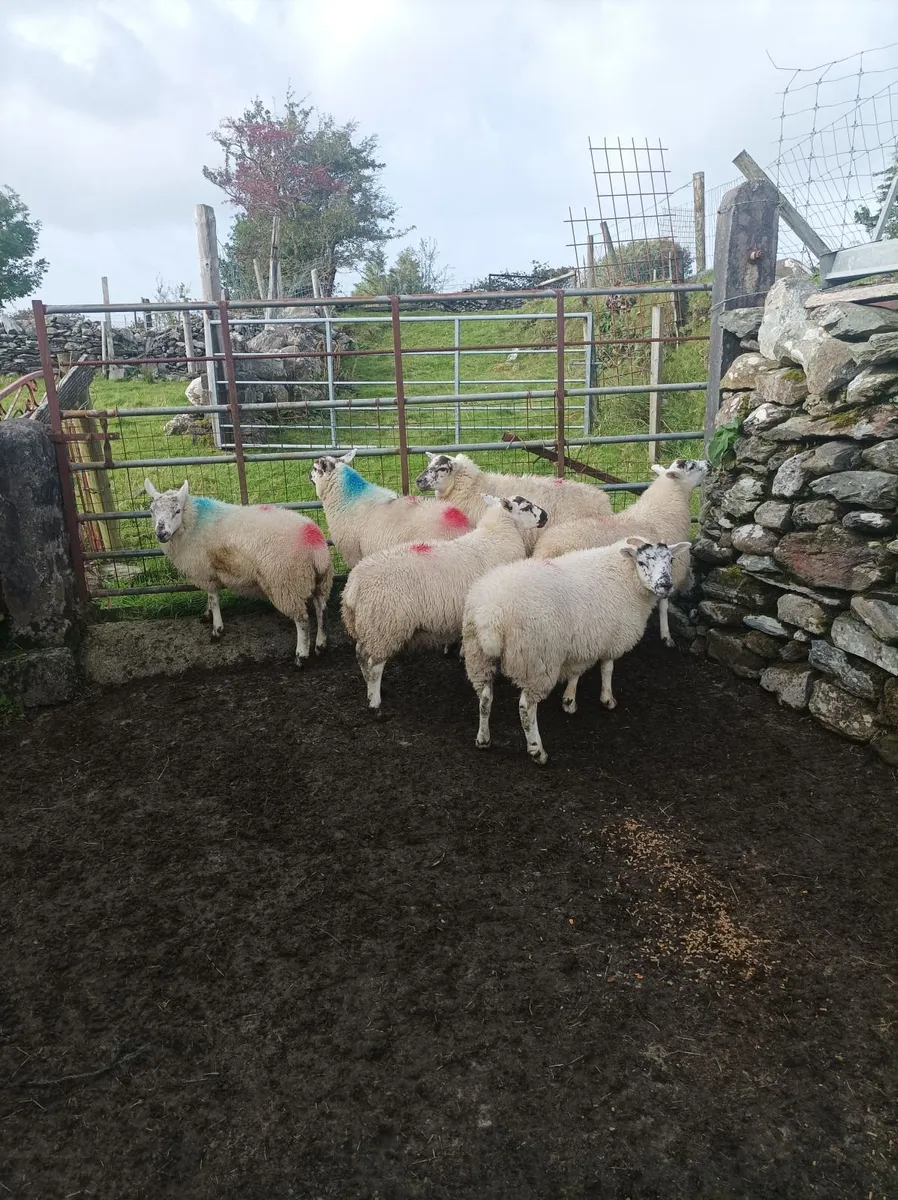 Ewe lambs - Image 4