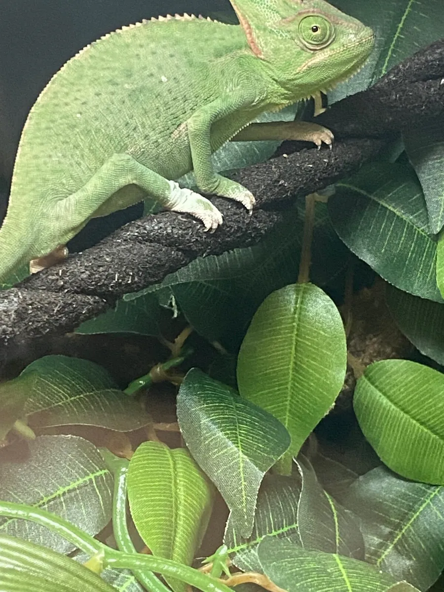 Veiled Chameleon with enclosure - Image 2