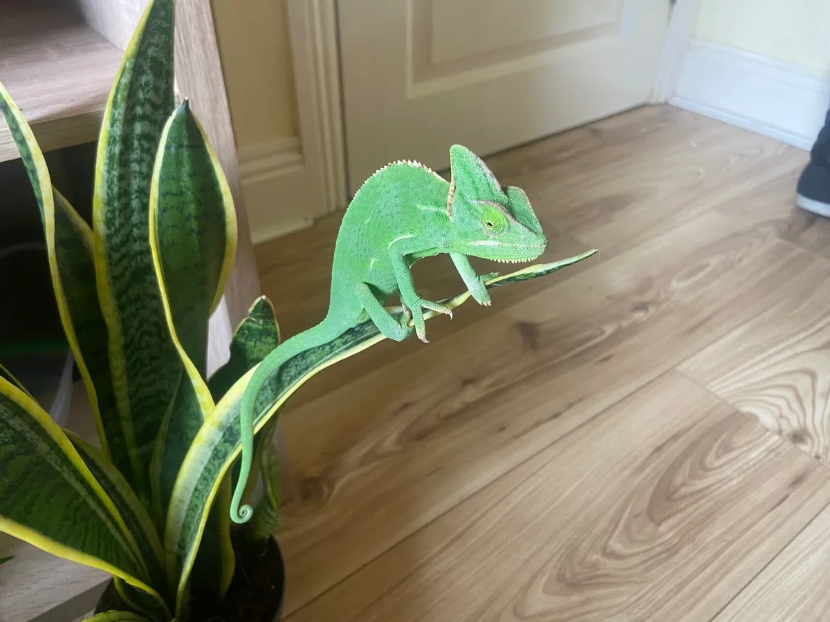 Veiled Chameleon with enclosure - Image 3