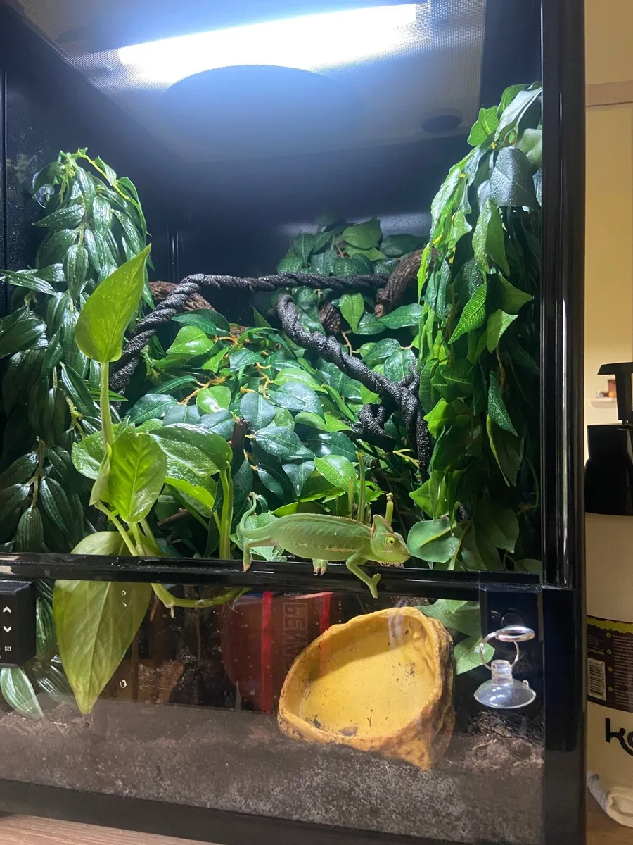 Veiled Chameleon with enclosure - Image 4