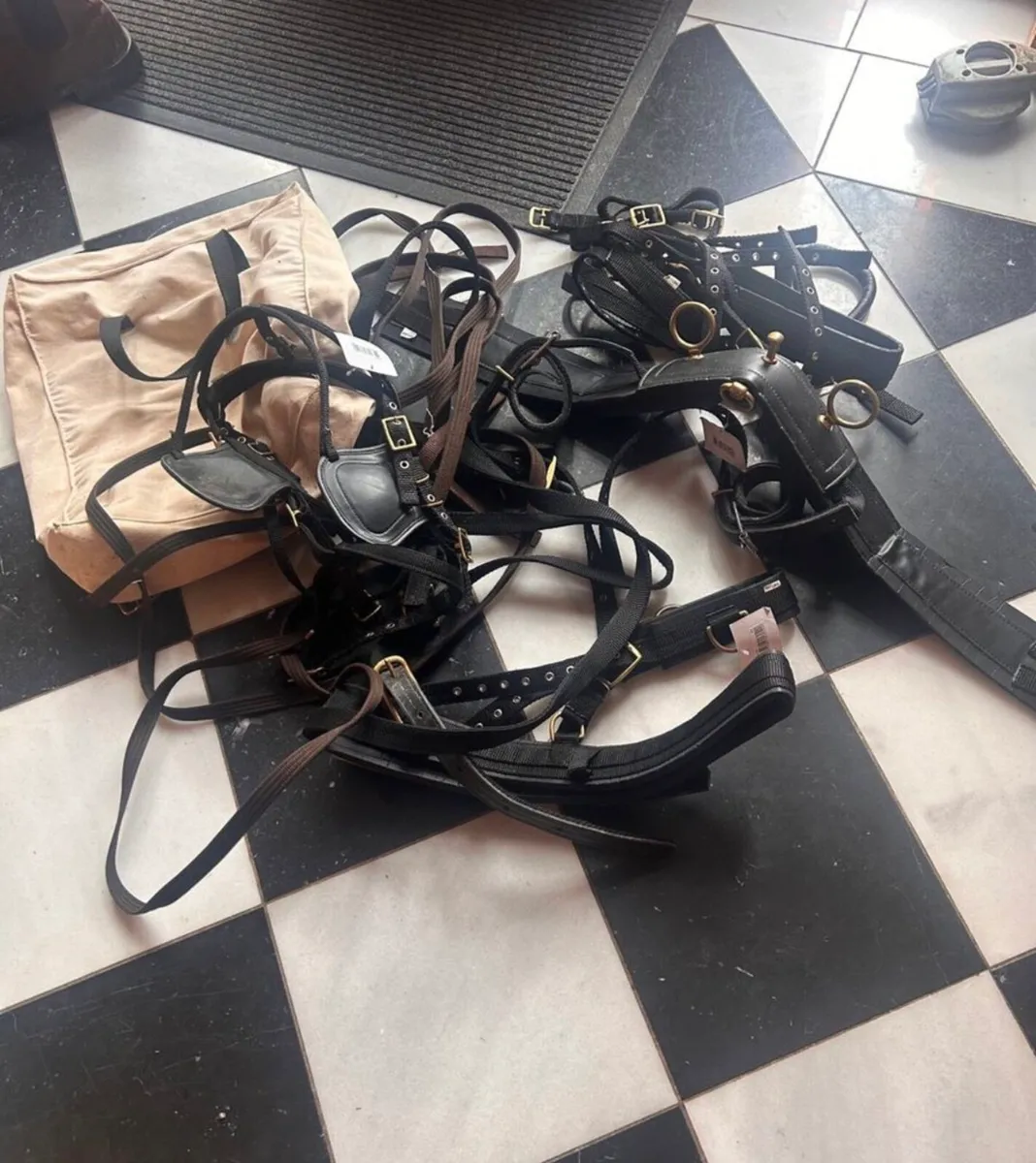 Shetland harness