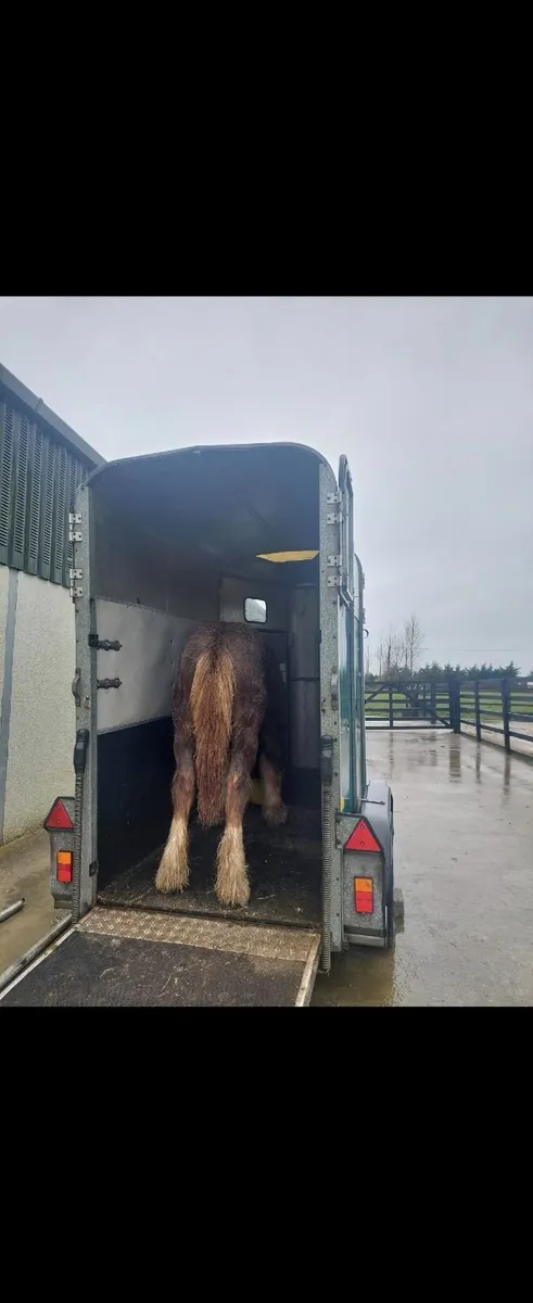 Horsebox - Image 3