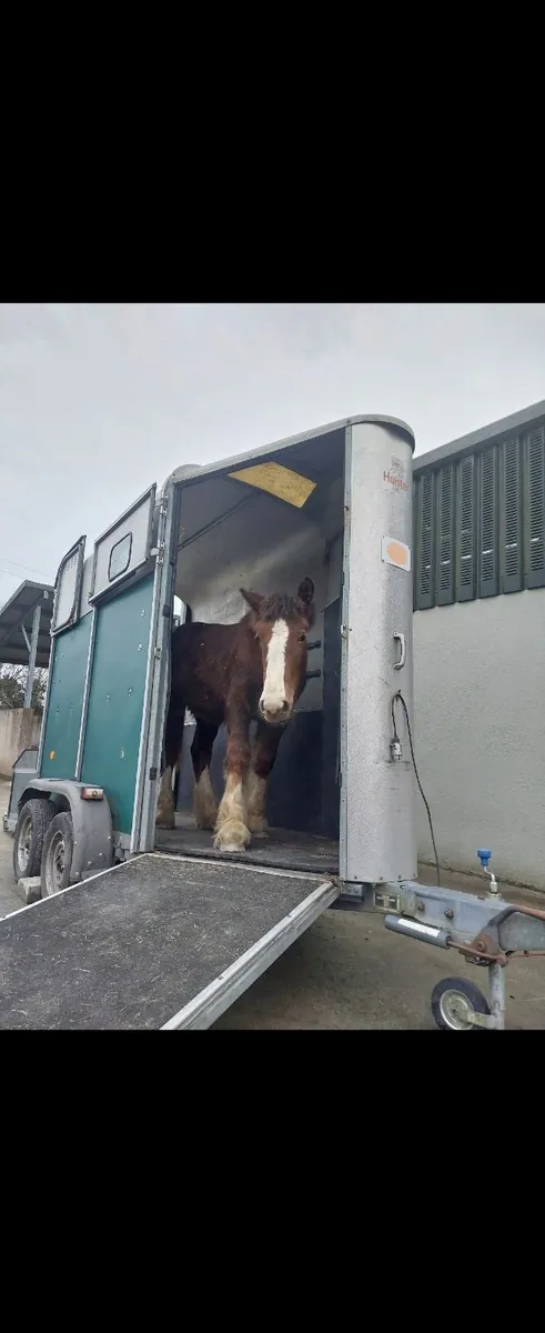 Horsebox - Image 4