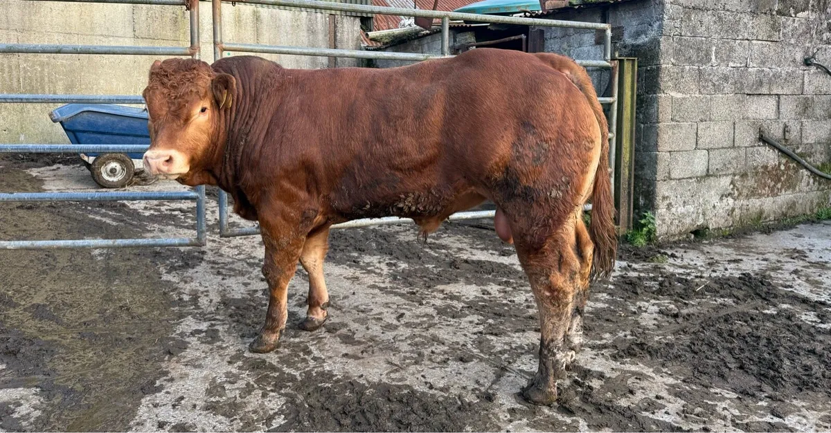 Limousin Bulls for sale - Image 1