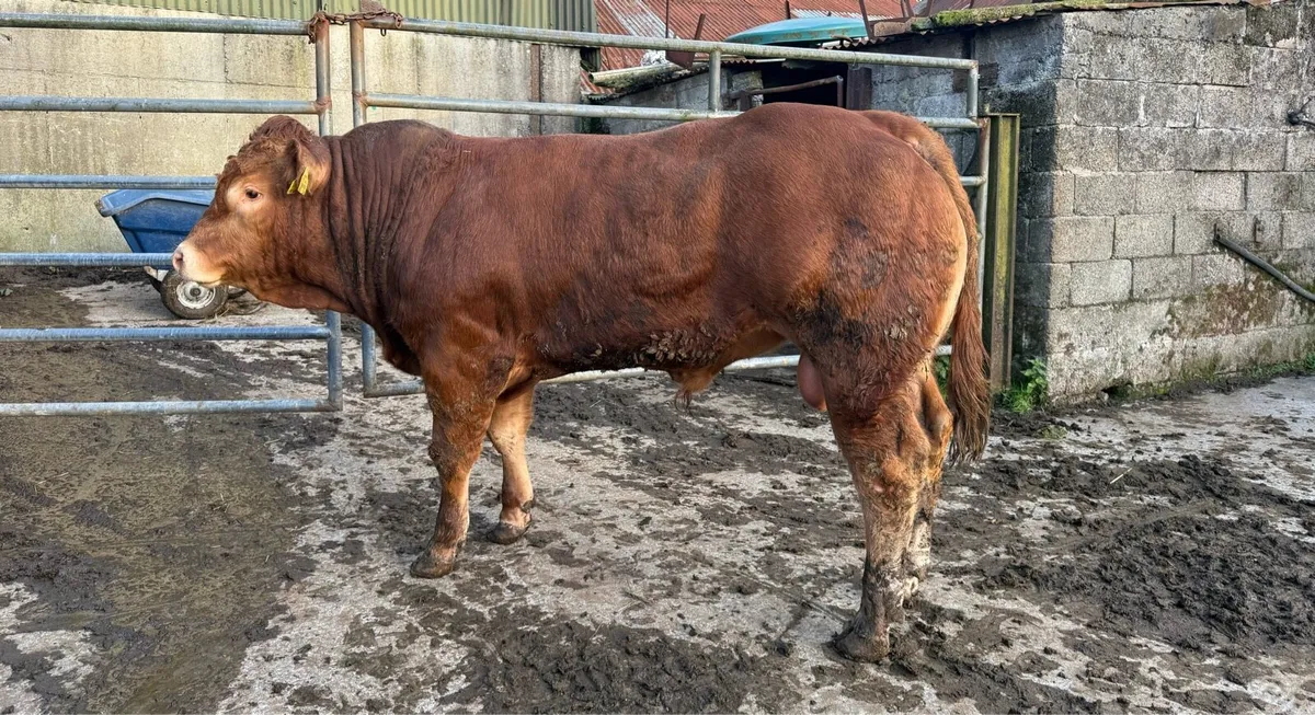 Limousin Bulls for sale - Image 2